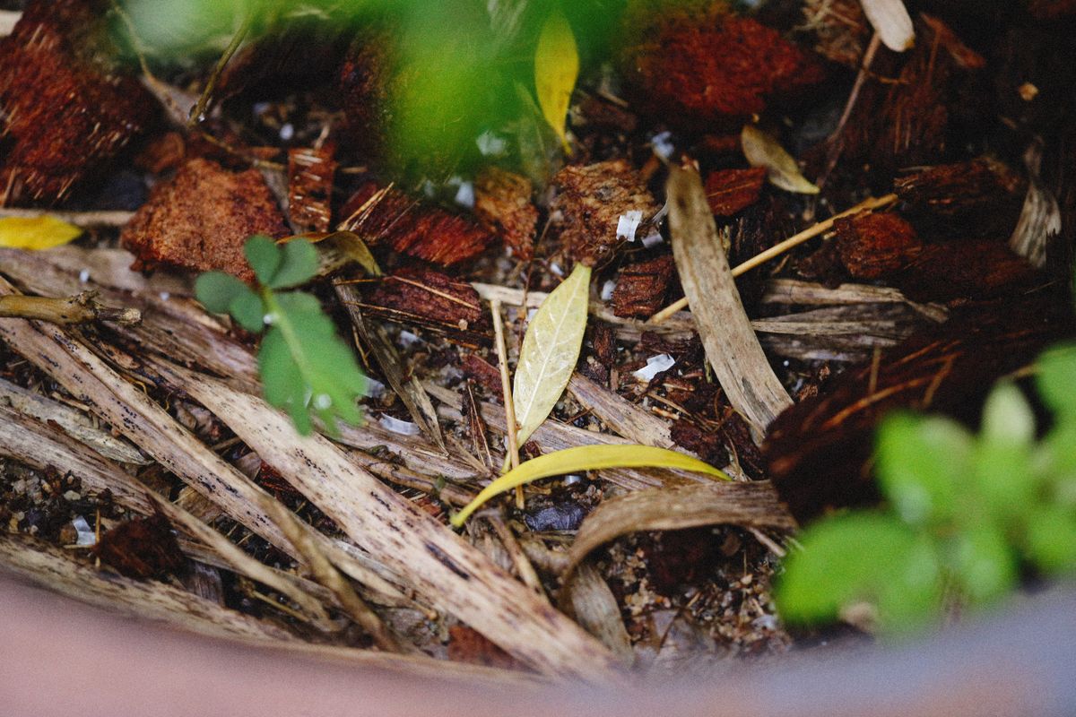 Leaves and organic material in compost