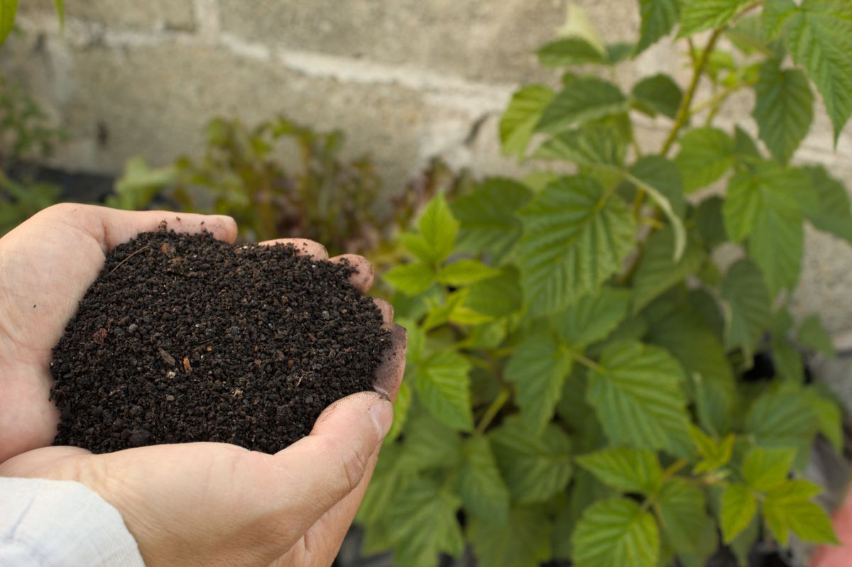 Hands holding dark compost