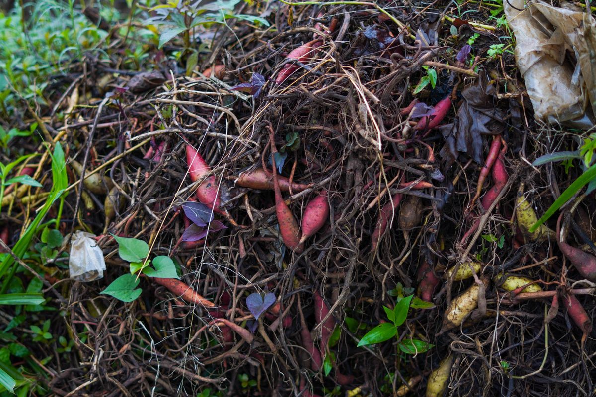 Plant material in a compost pile