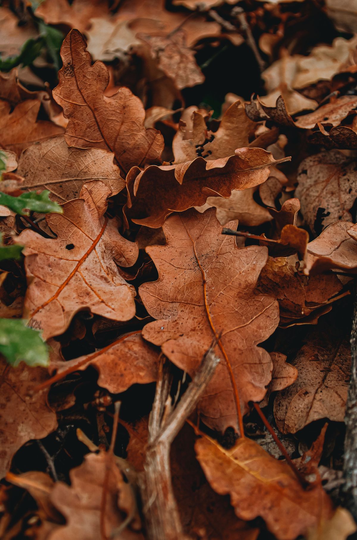 Dry leaves on the ground